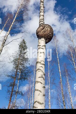 Große runde Burl wächst auf Birkenstamm, Finnland Stockfoto