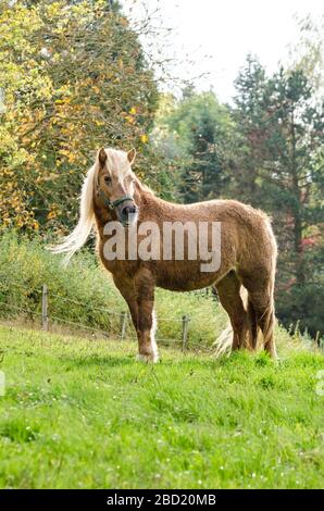 Inländische Haflinger Pferd (Equus ferus Caballus) auf einer Weide in der Landschaft in Deutschland, Westeuropa Stockfoto