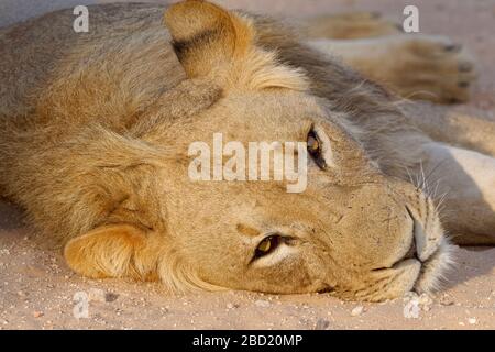 Schwarzer Mandellöwe (Panthera leo Vernayi), erwachsenes Männchen, am Straßenrand liegend, Kopfschuss, Kgalagadi Transfrontier Park, Nordkaper, Südafrika Stockfoto