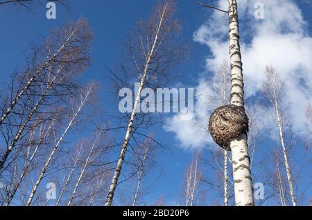 Große runde Burl wächst auf Birkenstamm, Finnland Stockfoto