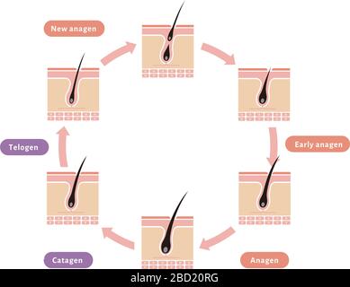 Abbildung: Normaler Haarzyklus Stock Vektor