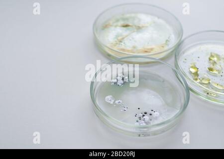 Viren und Bakterien in einer Petrischale, die das Wachstum von Bakterien auf verschiedenen Proben im Labor untersuchen. Bakterielle und virale Erreger, Konzept. Stockfoto