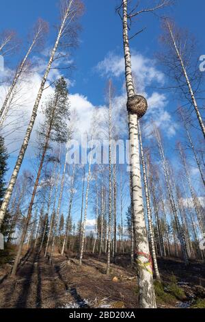 Große runde Burl wächst auf Birkenstamm, Finnland Stockfoto