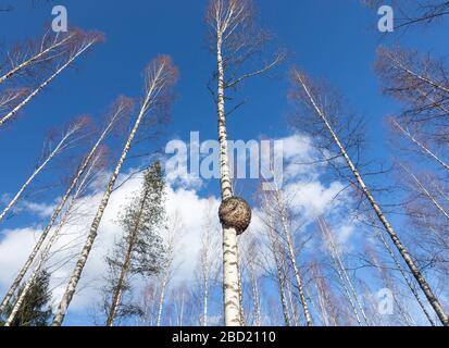Große runde Burl wächst auf Birkenstamm, Finnland Stockfoto