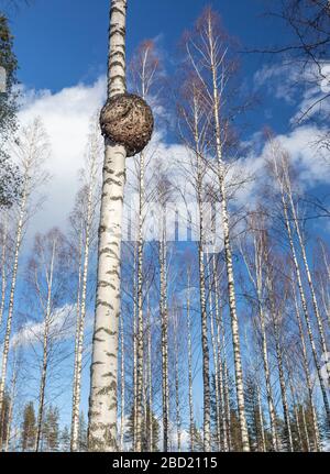 Große runde Burl wächst auf Birkenstamm, Finnland Stockfoto