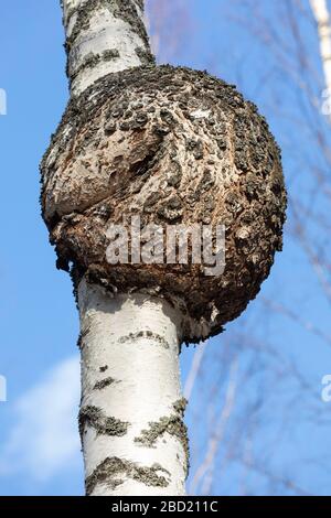 Große runde Burl wächst auf Birkenstamm, Finnland Stockfoto