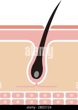 Strukturdarstellung der Kopfhaut (normales Haar) Stock Vektor