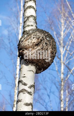 Große runde Burl wächst auf Birkenstamm, Finnland Stockfoto