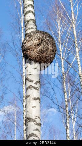 Große runde Burl wächst auf Birkenstamm, Finnland Stockfoto