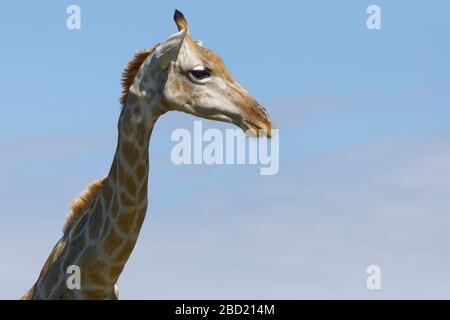 Südafrikanische Giraffe (Giraffa camelopardalis giraffa), Erwachsene, Tierporträt, Kgalagadi Transfrontier Park, Nordkaper, Südafrika, Afrika Stockfoto