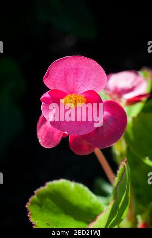 Rote Wachsblüte, Begonia semperflorens, rote Einzelblüte im schwarzen Hintergrund. Stockfoto