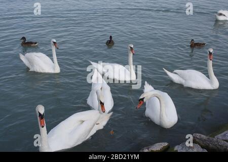 Eine Schar Möwen neben einem Schwan neben einem Gewässer Stockfoto