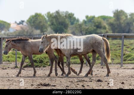 Camargue Horses, Provence Stockfoto