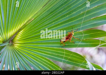 Riesige östliche Lubber Heuschrecke auf Palmblatt, Everglades, Florida Stockfoto