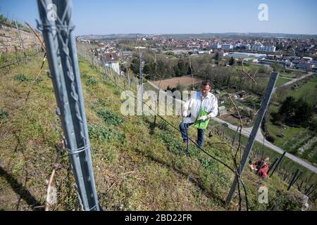 06. April 2020, Baden-Württemberg, Lauffen am Neckar: Peter Hauk (CDU), Landwirtschaftsminister von Baden-Württemberg, legt Pheromon-Ampullen zwischen Reben in einem Weinberg an. Die Anwendung von Ampullen, die das Lockmittel enthalten, dient der Bekämpfung von Schädlingen im Weinanbau - die Pheromone sollen verhindern, dass der Traubenbeermott Eier legt. Foto: Marijan Murat / dpa Stockfoto