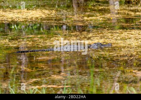 Crocodile, Everglades, Florida Stockfoto