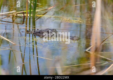 Crocodile, Everglades, Florida Stockfoto