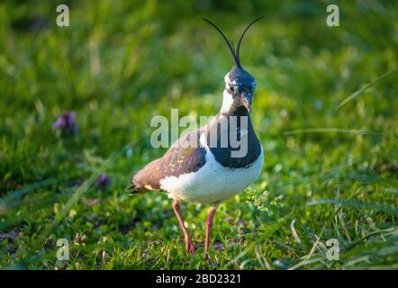 Nahaufnahme eines nördlichen Lapwing (Vanellus vanellus) eine immer seltener bemürbte Pflaume in Pfaffikon, Schwyz, Schweiz Stockfoto