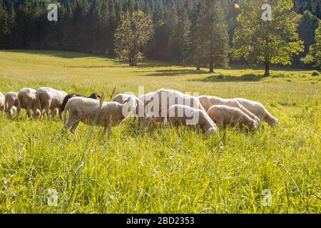 Schafe weiden an einem sonnigen Tag in einer grünen Wiese in der Natur im Freien Stockfoto