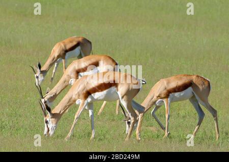 Springboks (Antidorcas marsupialis), Erwachsene Weibchen, die sich von Gras ernähren, Kgalagadi Transfrontier Park, Nordkaper, Südafrika, Afrika Stockfoto