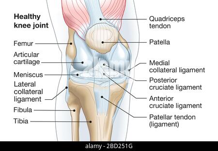 Genaue medizinische Darstellung des Kniegelenks mit Bändern, Meniskus, Gelenkknorpeln, Oberschenkel und Tibia. Stockfoto