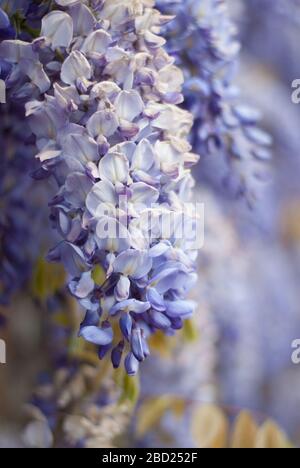 Wisteria Ham House, Ham Street, Richmond-upon-Thames TW10 7RS Stockfoto
