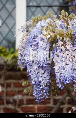 Wisteria Ham House, Ham Street, Richmond-upon-Thames TW10 7RS Stockfoto