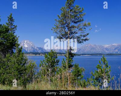 Schöner Blick auf die Jackson Lake Staumauer durch die Bäume, mit den Grand Teton Bergketten im Hintergrund. Stockfoto