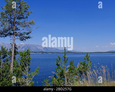 Schöner Blick auf den von Bäumen umrahmten Jackson Lake mit den Grand Teton Bergketten im Hintergrund. Stockfoto