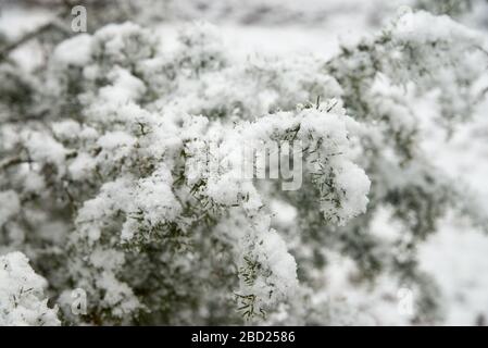 wacholdertzweige mit Schnee im Wald bedeckt Stockfoto