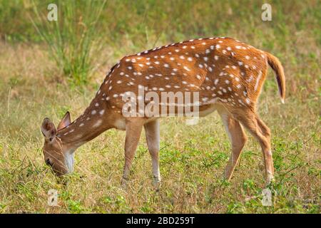 Junge weibliche Chital- oder gefleckte Hirsche im Wald des Ranthambure-Nationalparks. Safari, Rajasthan, Indien Stockfoto