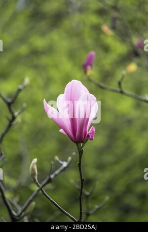 Die Blume einer Magnolia Soulangeana in den Trenance Gardens in Newquay in Cornwall. Stockfoto