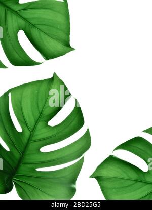 Tropischer Dschungel Monstera verlässt isoliert auf weißem Hintergrund. Stockfoto