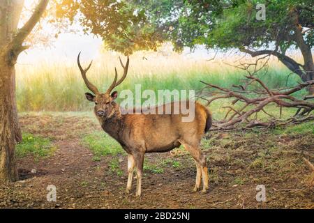 Schöne männliche Sambar (Rusa unicolor) Rehe, die im Wald des Ranthambure-Nationalparks, Rajasthan, Indien, spazieren gehen Stockfoto