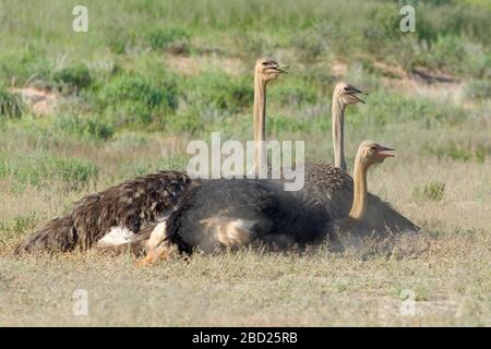 Gemeine Strauße (Struthio camelus), Erwachsene, Männer und Frauen, die auf Sandboden ruhen, Kgalagadi Transfrontier Park, Nordkaper, Südafrika Stockfoto