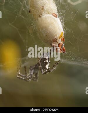 In der Nähe von Spider auf Web Stockfoto