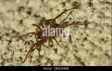 Nahaufnahme der Spinne an der Wand Stockfoto