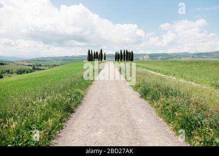 Schöne Toskana Landschaft mit Zypressen im Frühling Stockfoto