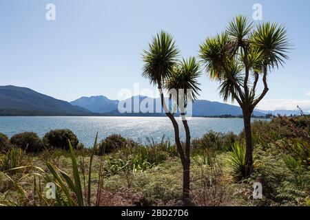 Neuseeländische Kohlbäume wachsen neben dem Lake Te Anau, Fiordland-Nationalpark, Südinsel, Neuseeland Stockfoto