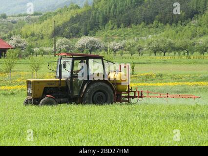 Vom Traktor getragene Spritzmaschine, die das Feld von jungem Getreide sprüht. Stockfoto