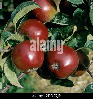 Reif dunkelrot glänzende Maqture Spartan Äpfel auf dem Baum in einem kommerziellen Obstgarten, Oxfordshire, Septmember Stockfoto