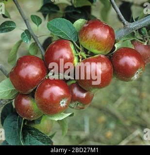 Reif dunkelrot glänzende Maqture Spartan Äpfel auf dem Baum in einem kommerziellen Obstgarten, Oxfordshire, Septmember Stockfoto