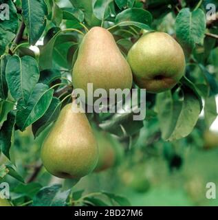 Reife rote und grüne Birnen, Varietät Doyenne du Comice, zwischen den Blättern an einem Obstbaum, Oxfordshire, September, Stockfoto