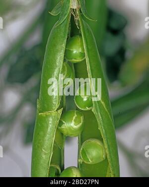 PSbMV-Virusschäden an Erbsen in der Hülse (PEA Seedborne Mosaic Virus) Stockfoto