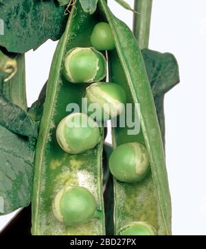 PSbMV-Virusschäden an Erbsen in der Hülse (PEA Seedborne Mosaic Virus) Stockfoto