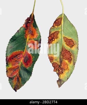 Birnenrost (Gymnosporangium fuscum) Pusteln und Schäden an der oberen und unteren Oberfläche von Birnblättern Stockfoto