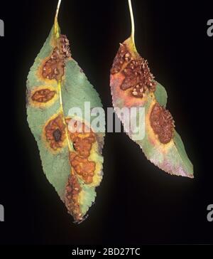 Birnenrost (Gymnosporangium fuscum) Pusteln und Schäden an der unteren Oberfläche von Birnblättern Stockfoto