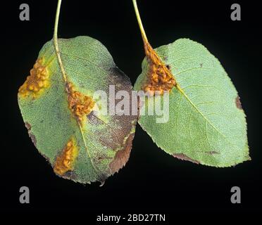 Birnenrost (Gymnosporangium fuscum) Pusteln und Schäden an der unteren Oberfläche von Birnblättern Stockfoto