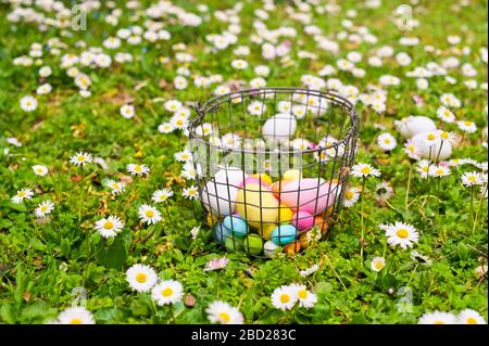 Ostereier im Gras. Korb mit verschiedenfarbigen Eiern in einer Lichtung mit Blumen. Das Konzept von Familienurlaub, Kinderunterhaltung. Freie Zeit für Text. Kopierbereich Stockfoto