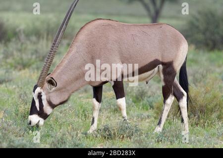 Gemsbok (Oryx gazella), ausgewachsenes Männchen, auf Gras beweidet, Kgalagadi Transfrontier Park, Nordkaper, Südafrika, Afrika Stockfoto